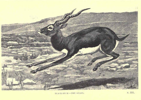 Reproducción/Reproduction 6505690089: Wild beasts and their ways London,Macmillan and co.,1890