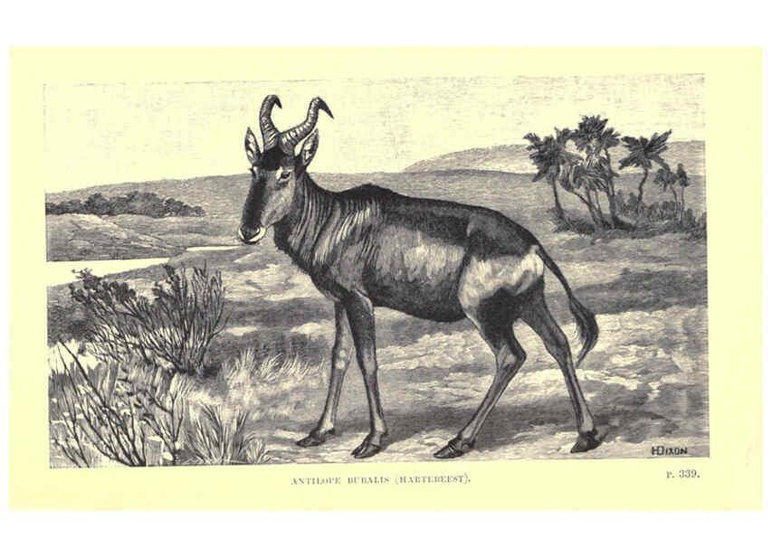 Reproducción/Reproduction 6505690535: Wild beasts and their ways London,Macmillan and co.,1890