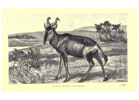 Reproducción/Reproduction 6505690535: Wild beasts and their ways London,Macmillan and co.,1890