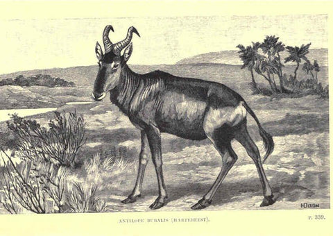 Reproducción/Reproduction 6505690535: Wild beasts and their ways London,Macmillan and co.,1890