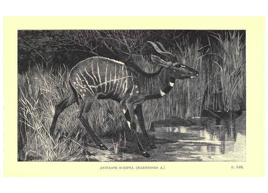 Reproducción/Reproduction 6505690927: Wild beasts and their ways London,Macmillan and co.,1890