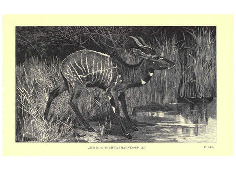Reproducción/Reproduction 6505690927: Wild beasts and their ways London,Macmillan and co.,1890