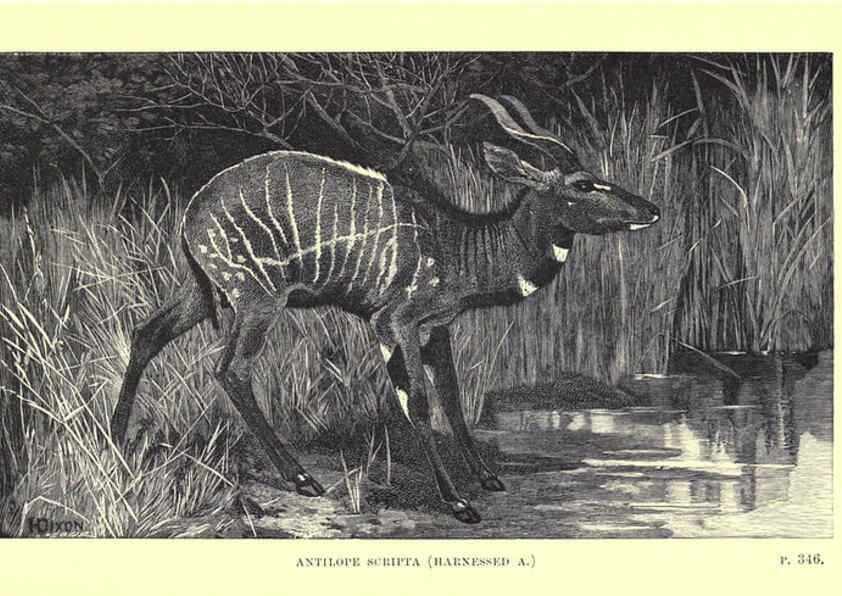 Reproducción/Reproduction 6505690927: Wild beasts and their ways London,Macmillan and co.,1890