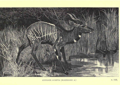Reproducción/Reproduction 6505690927: Wild beasts and their ways London,Macmillan and co.,1890