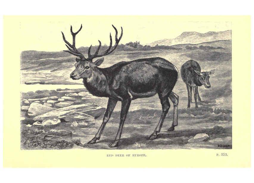 Reproducción/Reproduction 6505691301: Wild beasts and their ways London,Macmillan and co.,1890