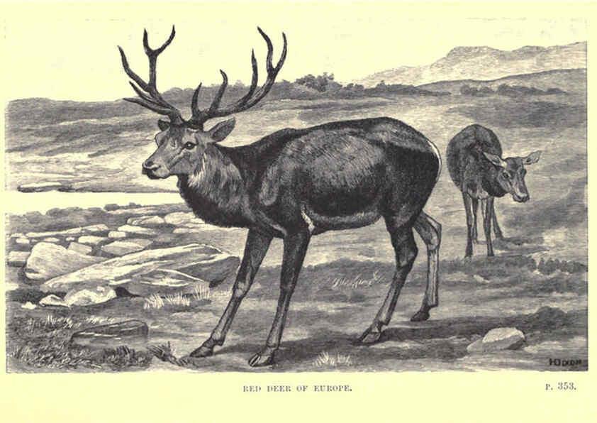 Reproducción/Reproduction 6505691301: Wild beasts and their ways London,Macmillan and co.,1890