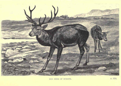 Reproducción/Reproduction 6505691301: Wild beasts and their ways London,Macmillan and co.,1890