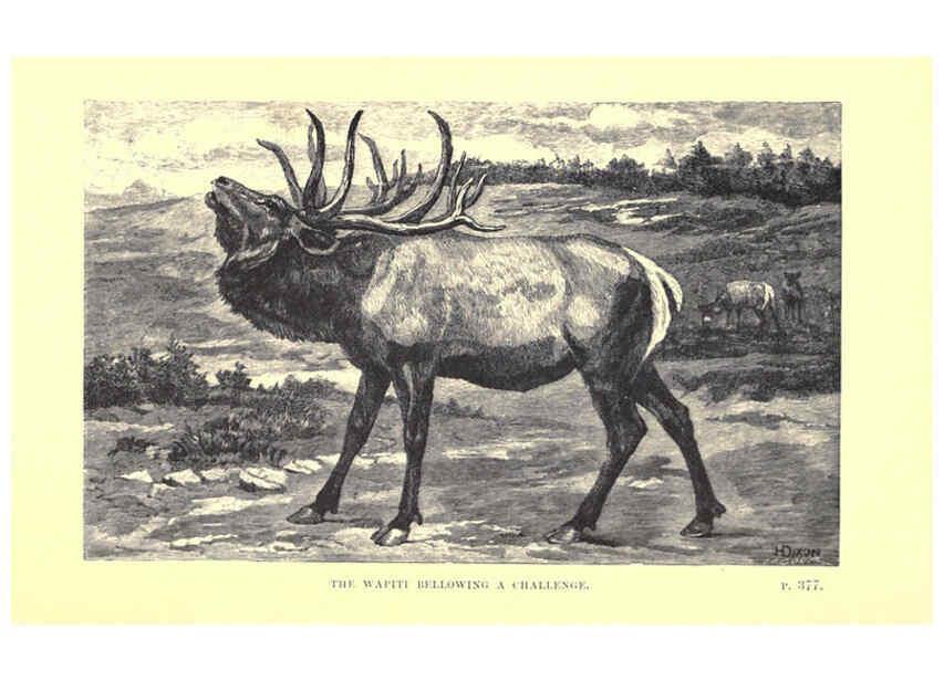 Reproducción/Reproduction 6505691631: Wild beasts and their ways London,Macmillan and co.,1890