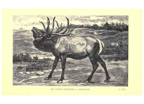 Reproducción/Reproduction 6505691631: Wild beasts and their ways London,Macmillan and co.,1890