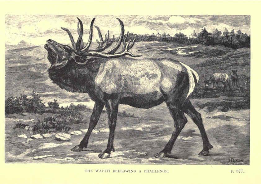 Reproducción/Reproduction 6505691631: Wild beasts and their ways London,Macmillan and co.,1890