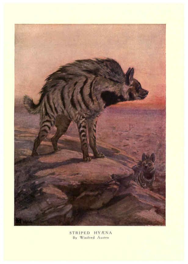 Reproducción/Reproduction 6505644087: The wild beasts of the world. v.1. London :T. C. & E. C. Jack,[1909?] 