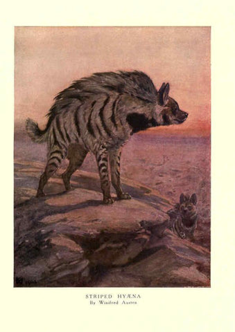 Reproducción/Reproduction 6505644087: The wild beasts of the world. v.1. London :T. C. & E. C. Jack,[1909?] 