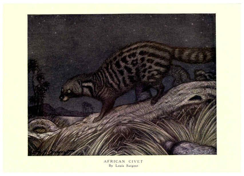 Reproducción/Reproduction 6505642877: The wild beasts of the world. v.1. London :T. C. & E. C. Jack,[1909?] 