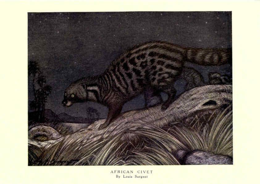 Reproducción/Reproduction 6505642877: The wild beasts of the world. v.1. London :T. C. & E. C. Jack,[1909?] 