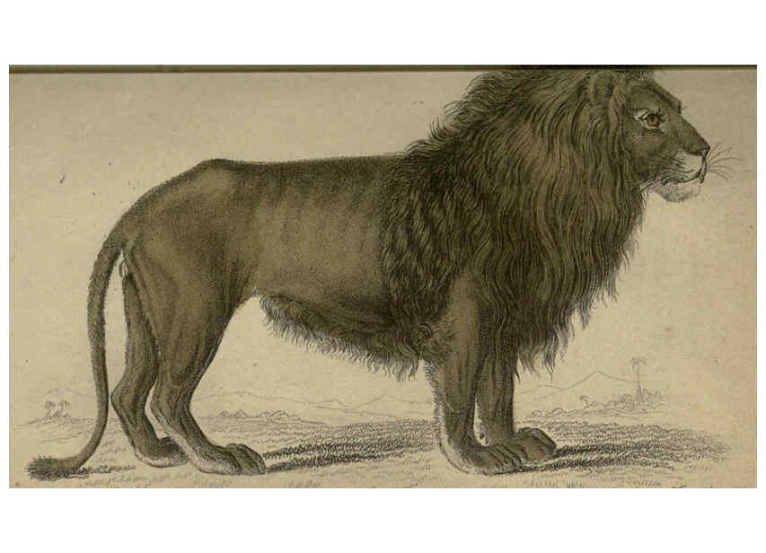 Reproducción/Reproduction 6505566653: Lions, tigers, &c., &c London :H. G. Bohn [etc.]1846? 