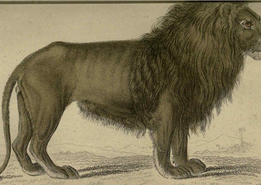 Reproducción/Reproduction 6505566653: Lions, tigers, &c., &c London :H. G. Bohn [etc.]1846? 