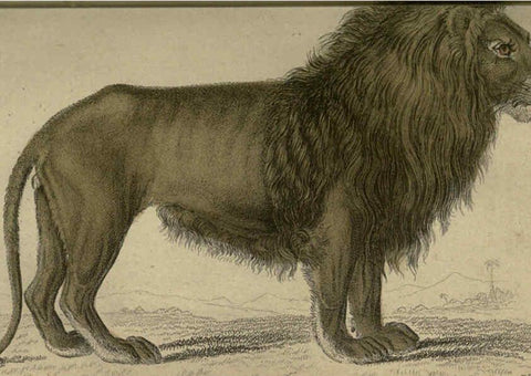 Reproducción/Reproduction 6505566653: Lions, tigers, &c., &c London :H. G. Bohn [etc.]1846? 