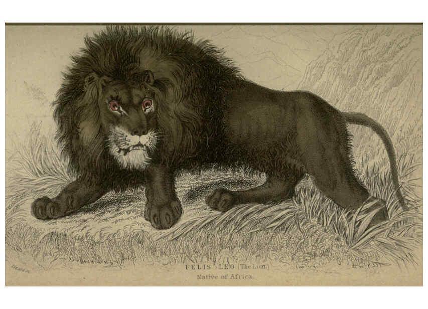 Reproducción/Reproduction 6505567219: Lions, tigers, &c., &c London :H. G. Bohn [etc.]1846? 