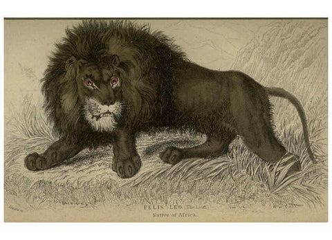 Reproducción/Reproduction 6505567219: Lions, tigers, &c., &c London :H. G. Bohn [etc.]1846? 