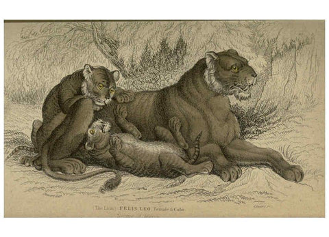 Reproducción/Reproduction 6505567779: Lions, tigers, &c., &c London :H. G. Bohn [etc.]1846? 