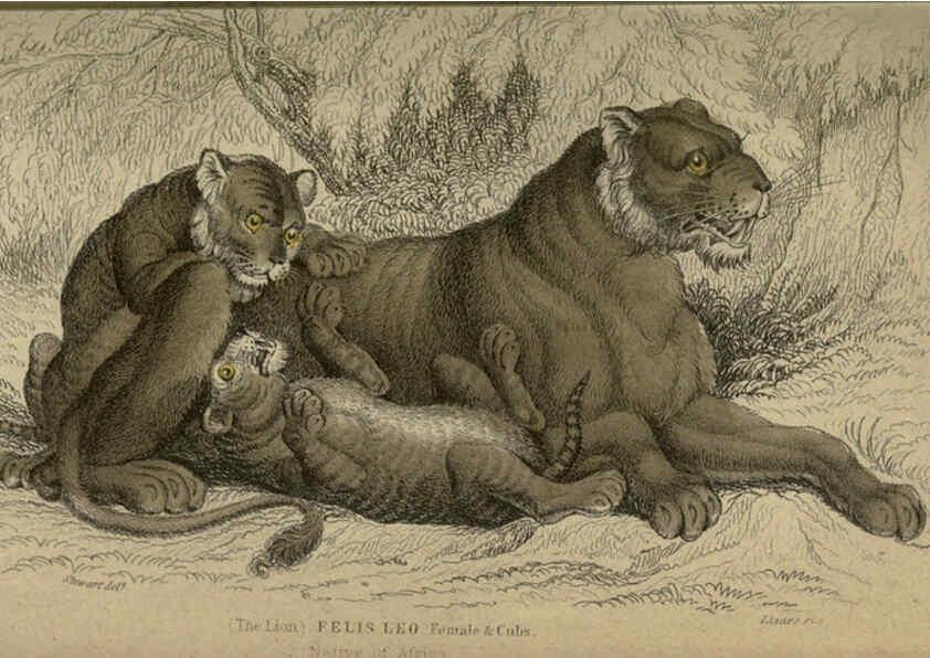 Reproducción/Reproduction 6505567779: Lions, tigers, &c., &c London :H. G. Bohn [etc.]1846? 