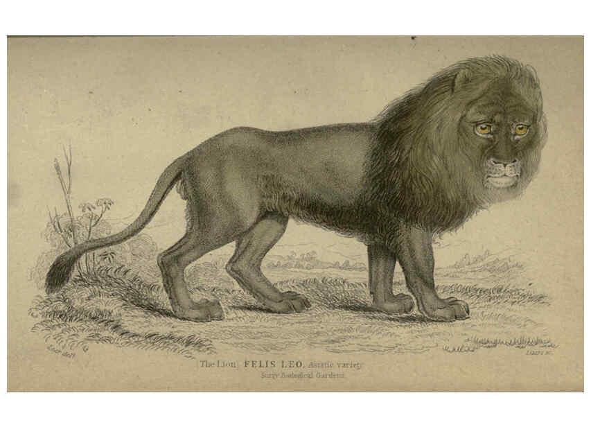 Reproducción/Reproduction 6505568215: Lions, tigers, &c., &c London :H. G. Bohn [etc.]1846? 