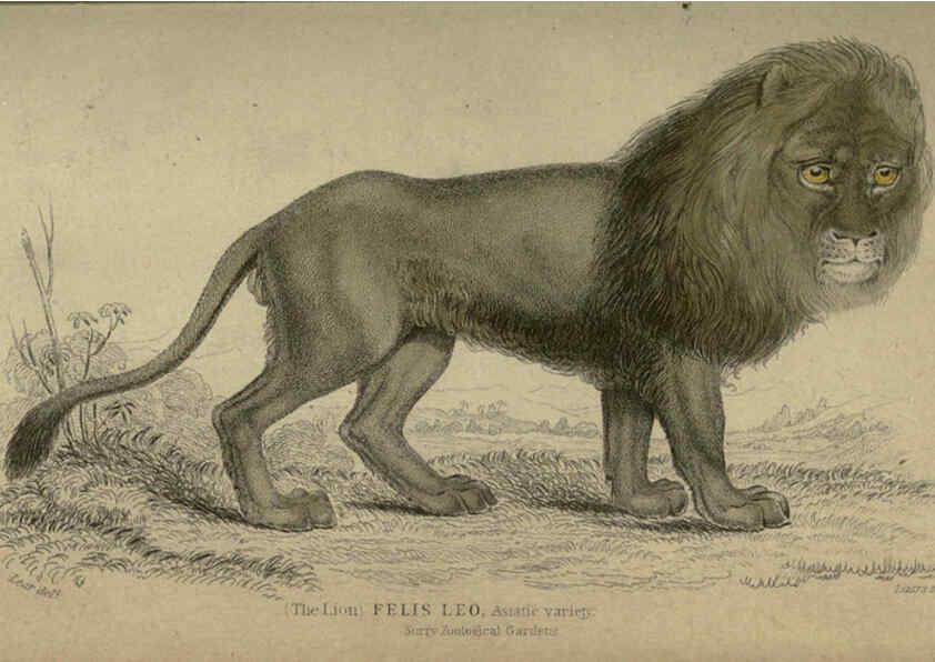 Reproducción/Reproduction 6505568215: Lions, tigers, &c., &c London :H. G. Bohn [etc.]1846? 