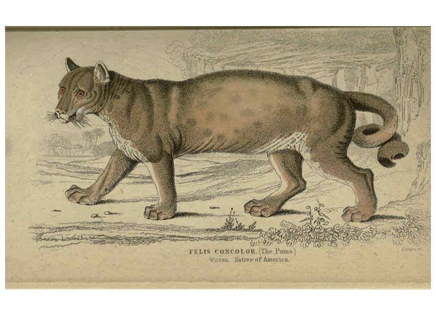 Reproducción/Reproduction 6505569081: Lions, tigers, &c., &c London :H. G. Bohn [etc.]1846? 