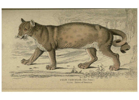 Reproducción/Reproduction 6505569081: Lions, tigers, &c., &c London :H. G. Bohn [etc.]1846? 