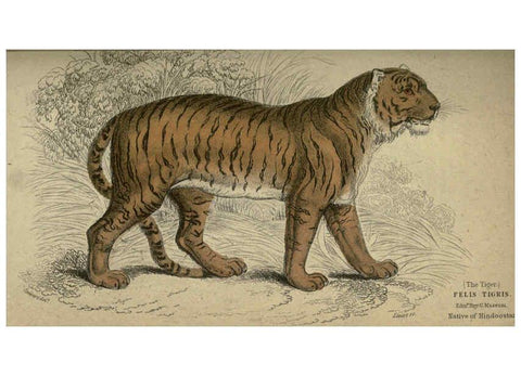 Reproducción/Reproduction 6505569701: Lions, tigers, &c., &c London :H. G. Bohn [etc.]1846? 