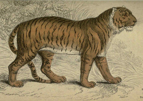 Reproducción/Reproduction 6505569701: Lions, tigers, &c., &c London :H. G. Bohn [etc.]1846? 