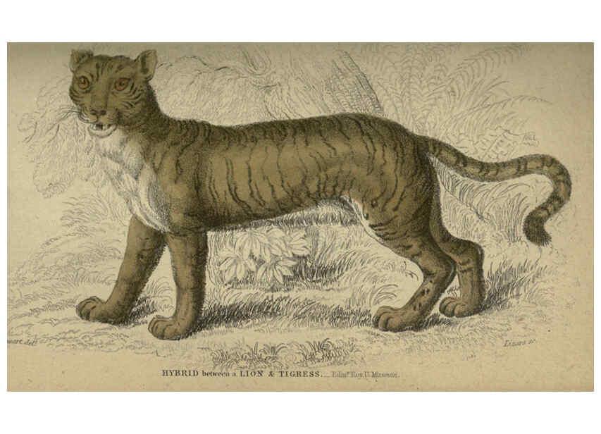 Reproducción/Reproduction 6505570183: Lions, tigers, &c., &c London :H. G. Bohn [etc.]1846? 