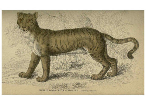 Reproducción/Reproduction 6505570183: Lions, tigers, &c., &c London :H. G. Bohn [etc.]1846? 