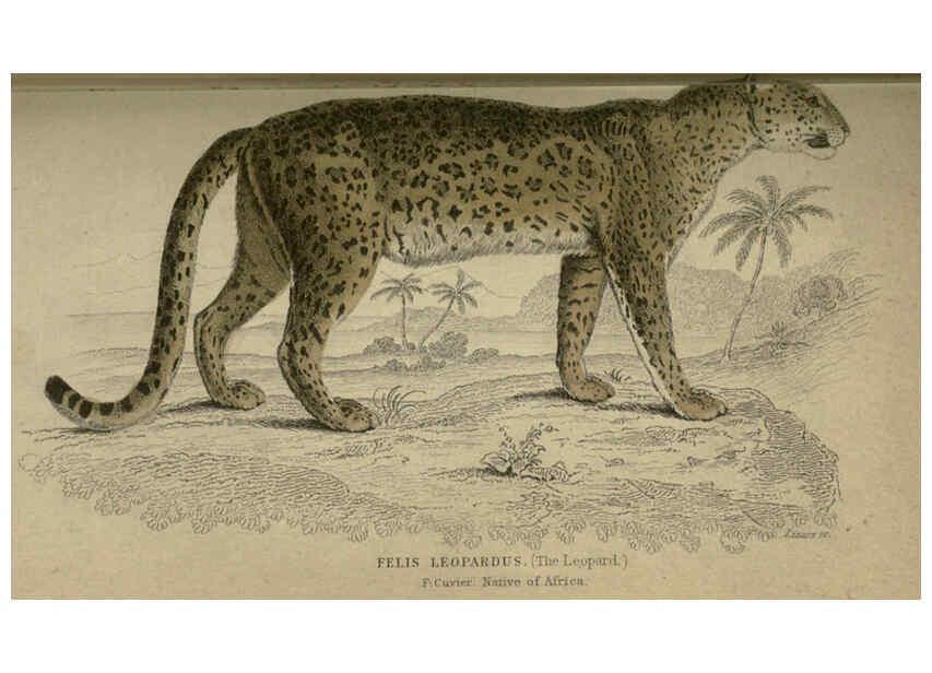 Reproducción/Reproduction 6505570771: Lions, tigers, &c., &c London :H. G. Bohn [etc.]1846? 