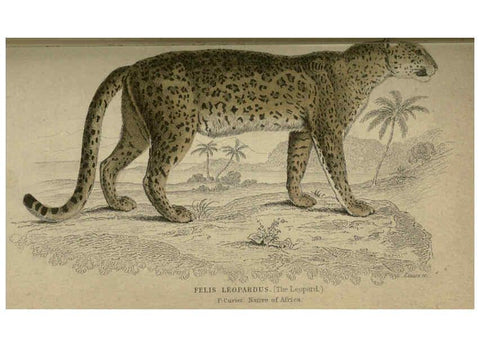 Reproducción/Reproduction 6505570771: Lions, tigers, &c., &c London :H. G. Bohn [etc.]1846? 