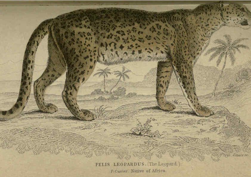 Reproducción/Reproduction 6505570771: Lions, tigers, &c., &c London :H. G. Bohn [etc.]1846? 