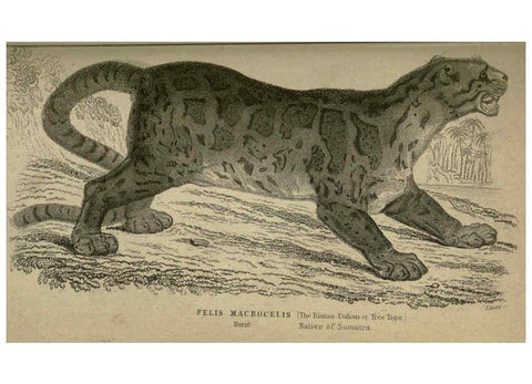 Reproducción/Reproduction 6505571383: Lions, tigers, &c., &c London :H. G. Bohn [etc.]1846? 