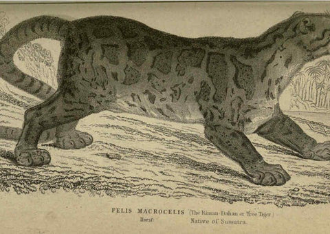 Reproducción/Reproduction 6505571383: Lions, tigers, &c., &c London :H. G. Bohn [etc.]1846? 