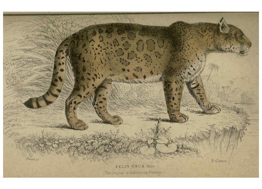 Reproducción/Reproduction 6505572603: Lions, tigers, &c., &c London :H. G. Bohn [etc.]1846? 
