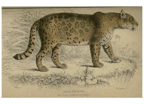 Reproducción/Reproduction 6505572603: Lions, tigers, &c., &c London :H. G. Bohn [etc.]1846? 