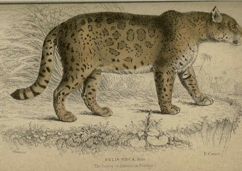 Reproducción/Reproduction 6505572603: Lions, tigers, &c., &c London :H. G. Bohn [etc.]1846? 