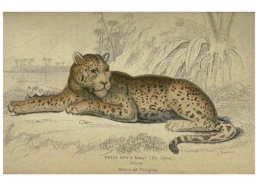 Reproducción/Reproduction 6505573527: Lions, tigers, &c., &c London :H. G. Bohn [etc.]1846? 