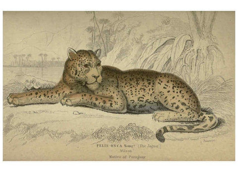 Reproducción/Reproduction 6505573527: Lions, tigers, &c., &c London :H. G. Bohn [etc.]1846? 