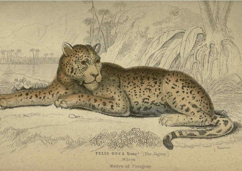 Reproducción/Reproduction 6505573527: Lions, tigers, &c., &c London :H. G. Bohn [etc.]1846? 