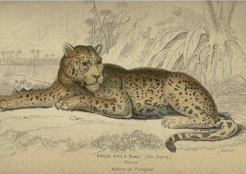 Reproducción/Reproduction 6505573527: Lions, tigers, &c., &c London :H. G. Bohn [etc.]1846? 