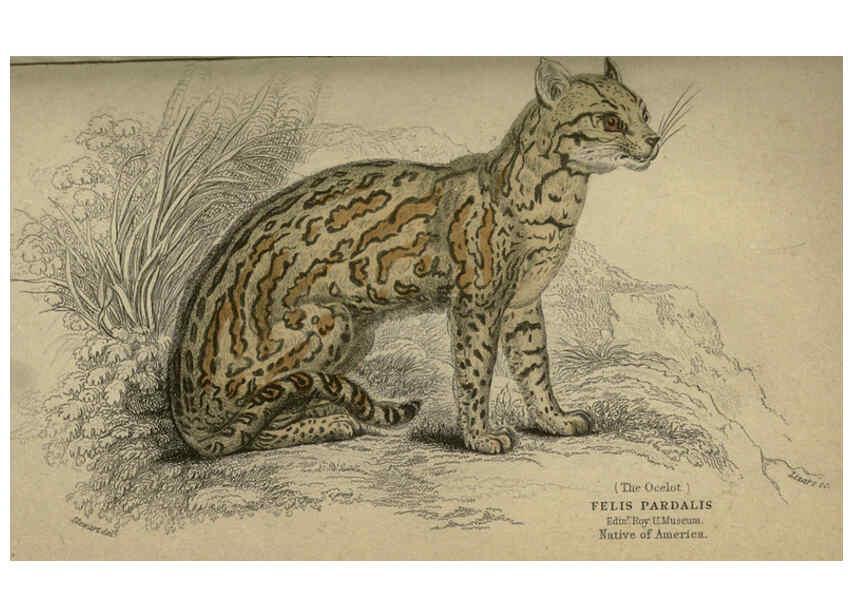 Reproducción/Reproduction 6505574463: Lions, tigers, &c., &c London :H. G. Bohn [etc.]1846? 