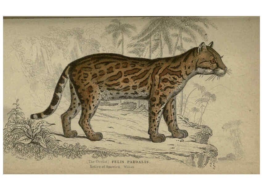 Reproducción/Reproduction 6505574981: Lions, tigers, &c., &c London :H. G. Bohn [etc.]1846? 