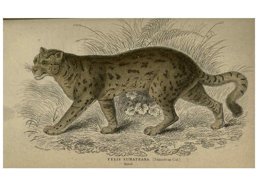 Reproducción/Reproduction 6505575623: Lions, tigers, &c., &c London :H. G. Bohn [etc.]1846? 