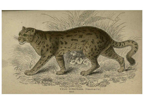 Reproducción/Reproduction 6505575623: Lions, tigers, &c., &c London :H. G. Bohn [etc.]1846? 