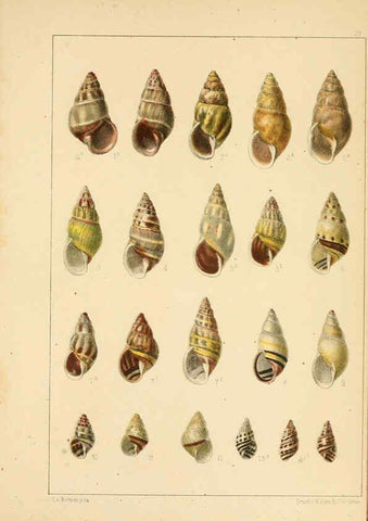Reproducción/Reproduction 6472365401: Die Preussische expedition nach Ost-Asien. bd.2. Berlin :Königlichen geheimen ober-hofbuchdruckerei (R. v. Decker),1867-1876